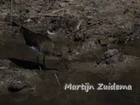Witgat [Tringa ochropus]